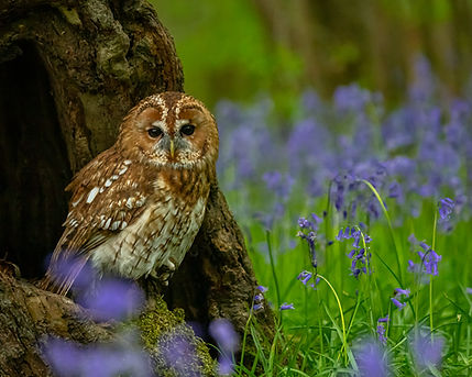Tawny Owl-46.jpg