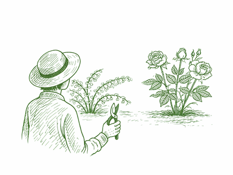 Green pen-and-ink illustration of a gardener holding secateurs and looking at two shrubs, one spring-flowering and one summer-flowering, showing the choice of when to prune.