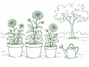 Dahlias in plant pots with a watering can