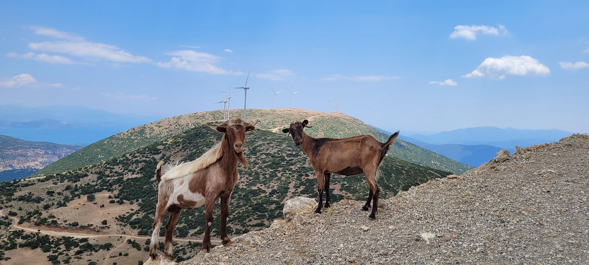 שתי עזים על גבעה, טורבינות רוח בפולופונז יוון