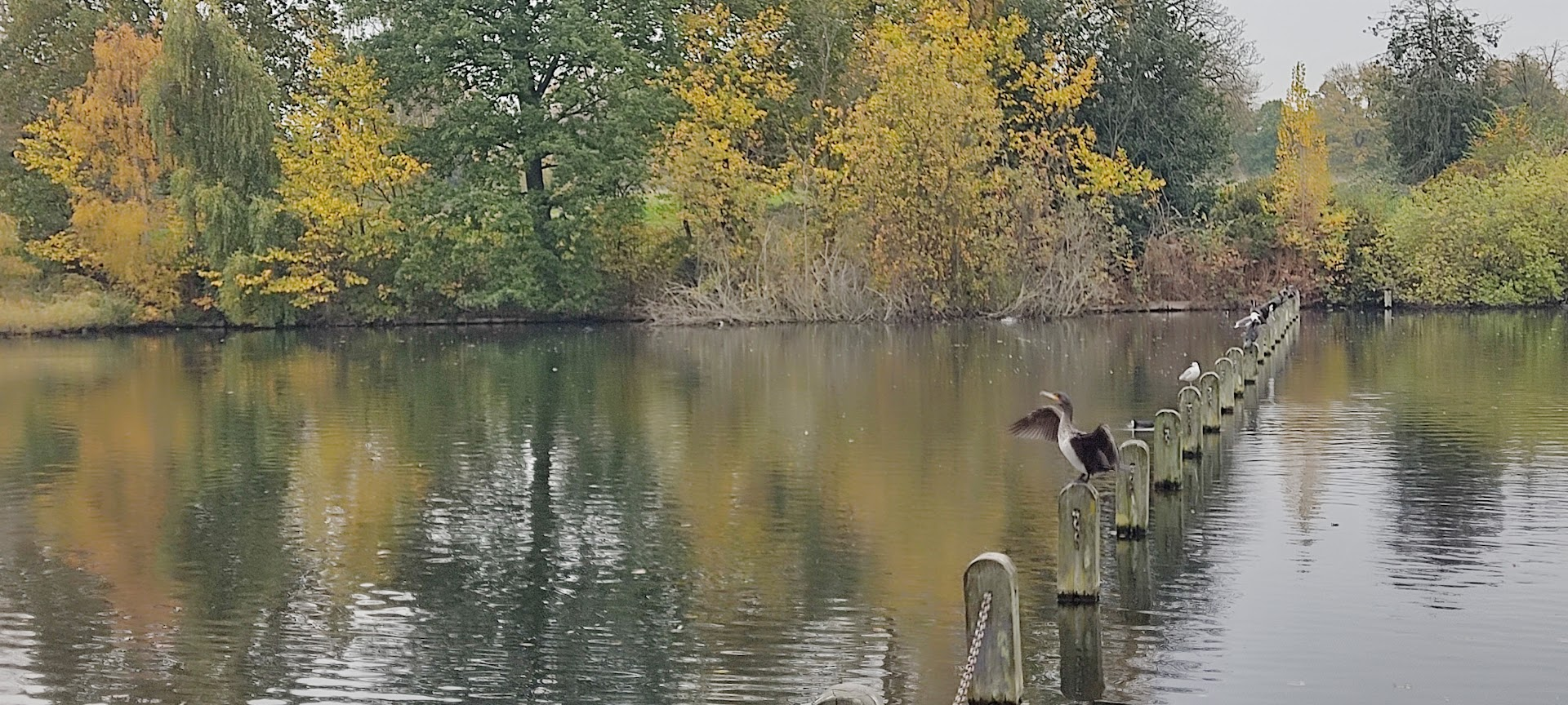 שלכת באגם ב HYDE PARK