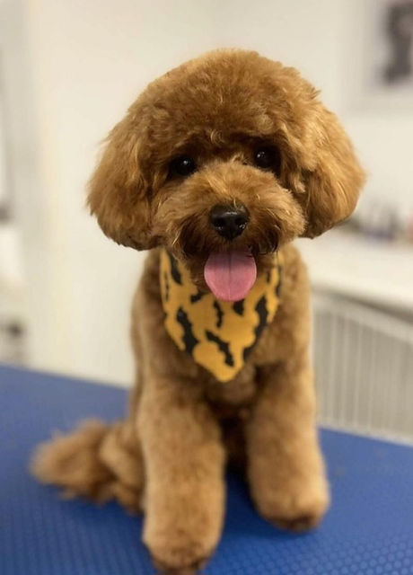 Dog pic 1.jpg