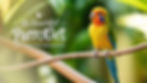 Beautiful parrotlet with vibrant yellow, green, and blue feathers perched on a branch, featuring the title 'The Beautiful Parrotlet - How to care for these amazing pet birds'.