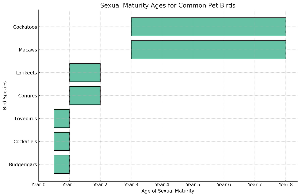 Sexual Maturity Ages For Common Pet Birds