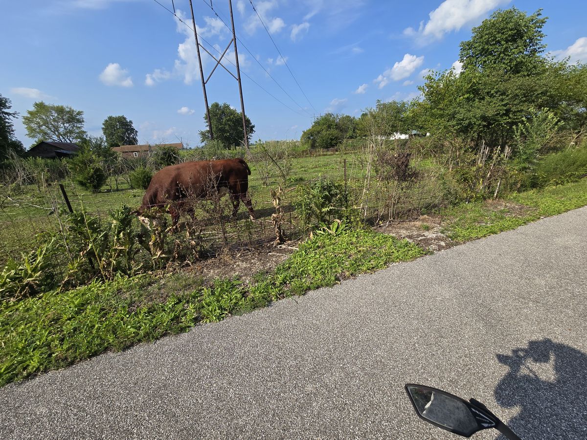 moo
