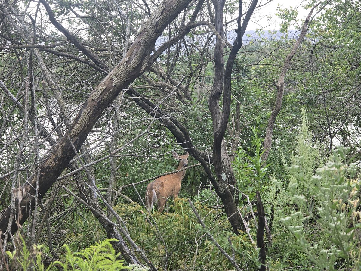 Everybody saw this deer