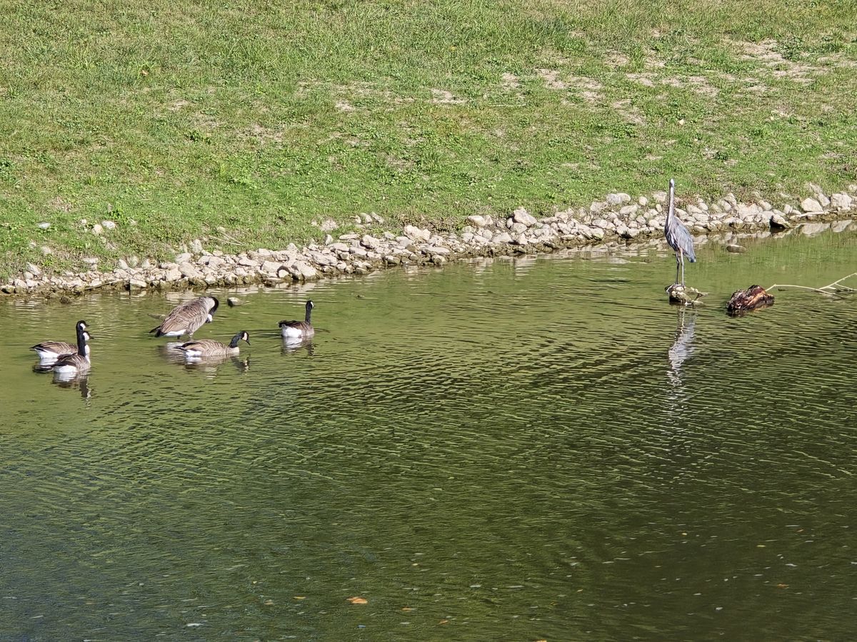 we saw a lot of wildlife