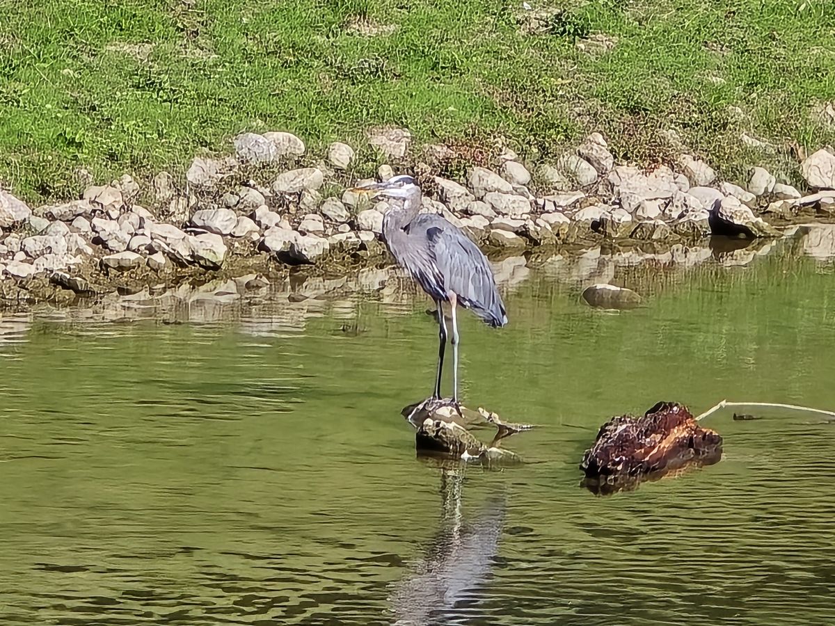 Patiently waiting for dinner to swim by