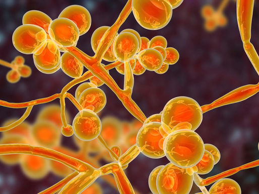 Brasil emite alerta sobre 1º caso de ‘superfungo’ fatal resistente a medicamentos...