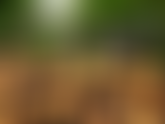 Loggers hope to receive relief aid