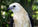 Swallow-tailed kites thrive in managed forests
