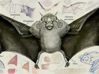 El arte de ilustrar con ciencia