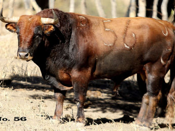 OROTAURO dará dos grandes Corridas para el Fin de Semana Taurino en Uriangato