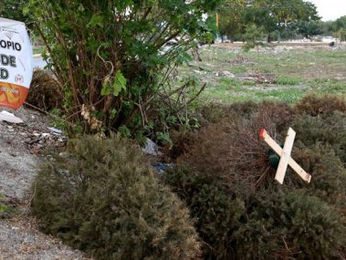Promueve ecología de BJ acopio de árboles de navidad