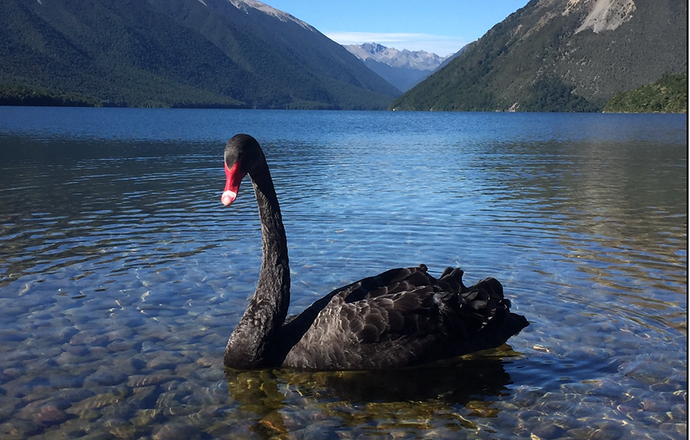 Black Swan_edited 1.png