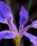 Iris Flower