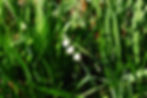 Summer Snowflake