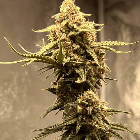 IN Popcorn - Platinum Cookies p/g