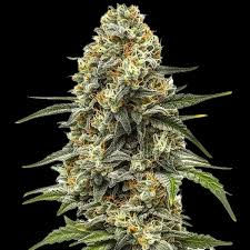 Big Bud p/g