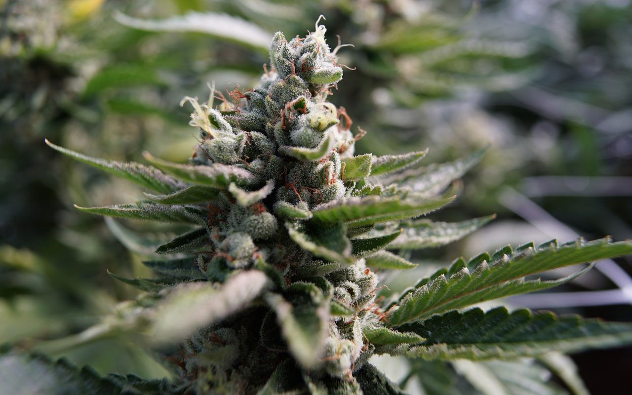 Platinum OG p/g