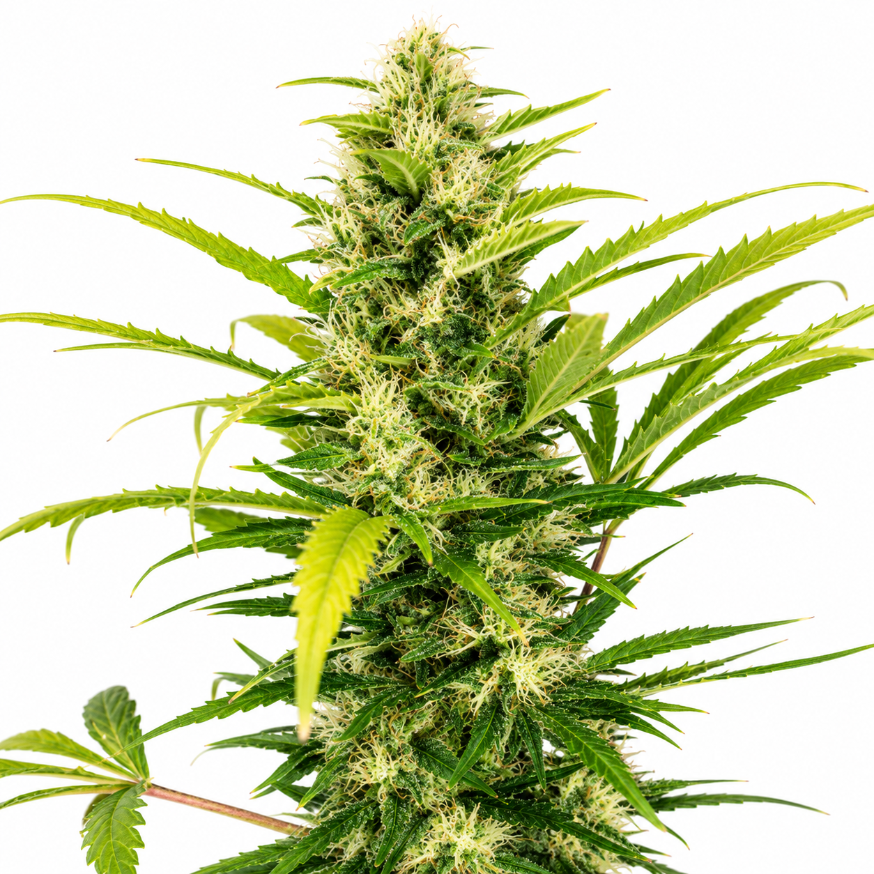 Indoor Dream Berry p/g