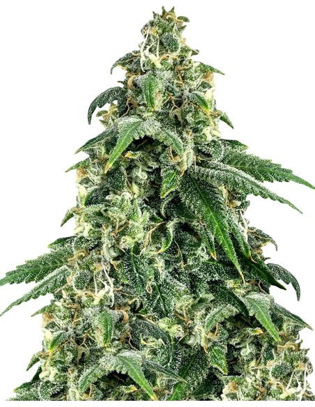 White Dream (B-Grade) p/g