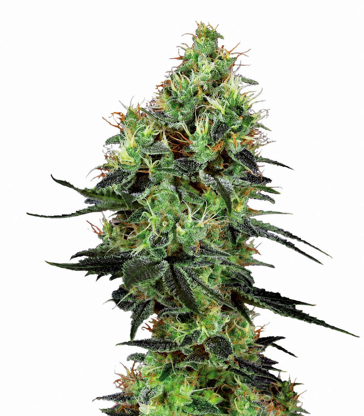 Electric Lemonade p/g (x2)