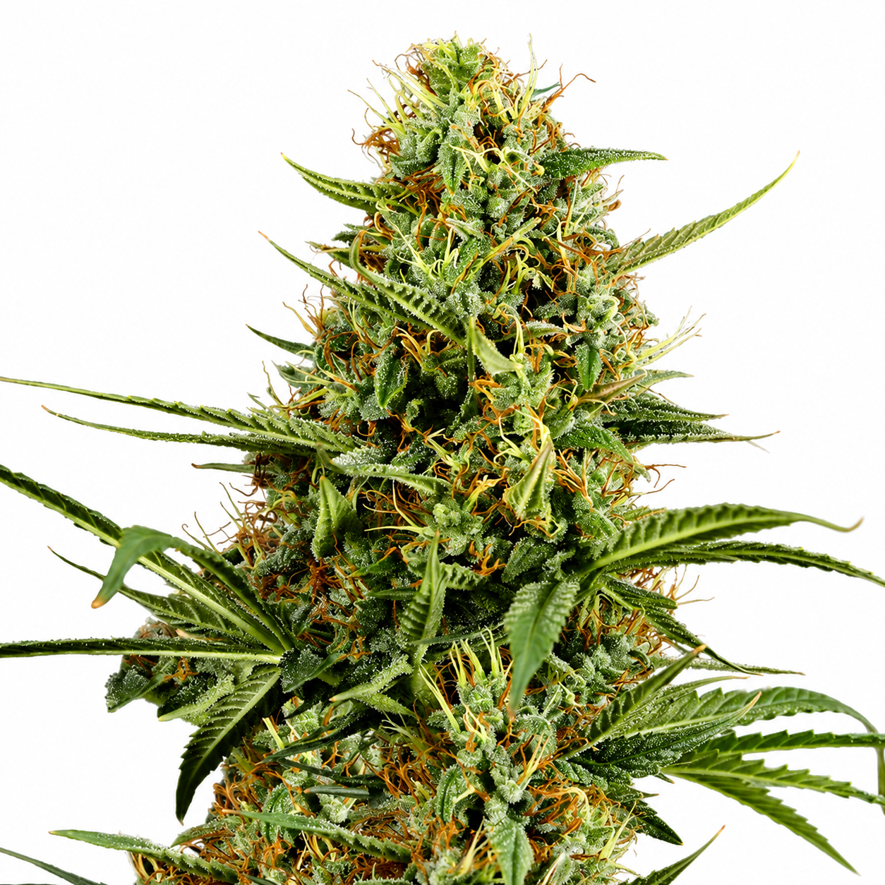 Huckleberry Diesel p/g