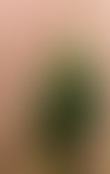 Radical Colours, Florescent Lovers