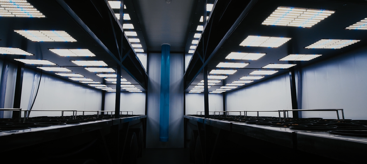 Cannabud Pre-Veg Lights (High Quality).png