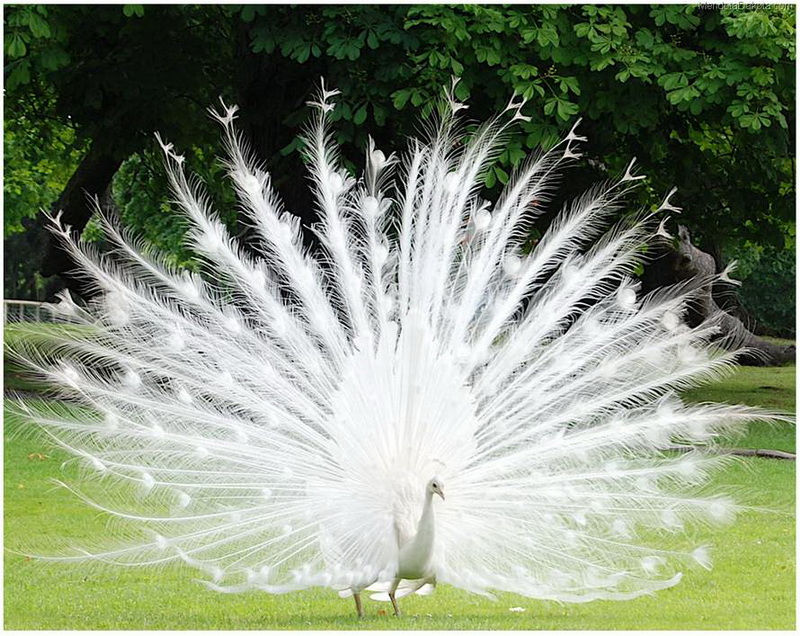 El pavo real blanco