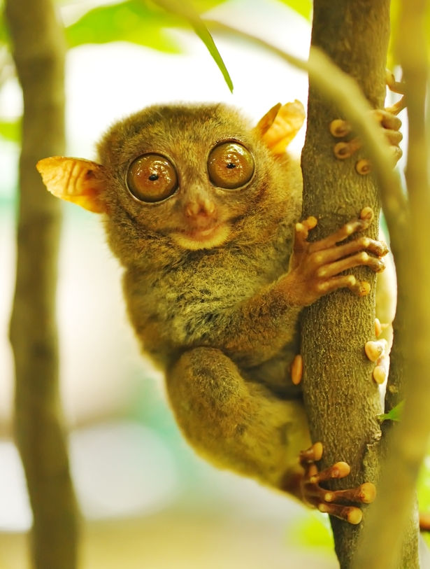 Tarsius tarsier(Tarsero fantasma)
