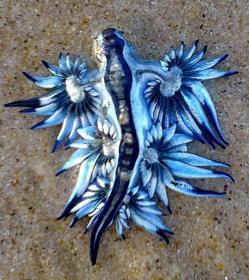 Glacus Atlanticus