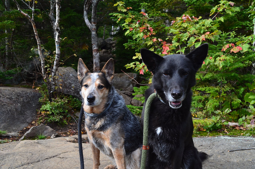 Private Sessions PAWSITIVE CANINE CARE TRAINING Private sessions pawsitive canine care training