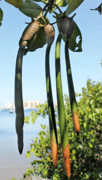 Real magrove seed pods hanging from a mangrove tree.
