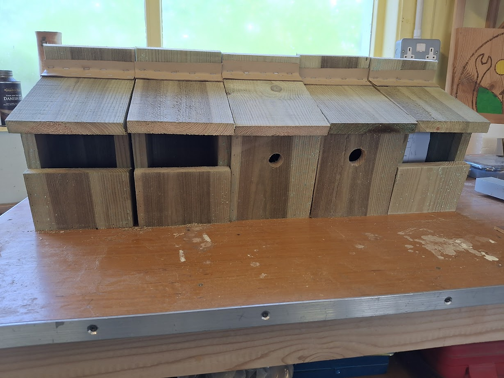 Spring is coming - the birds are nesting!