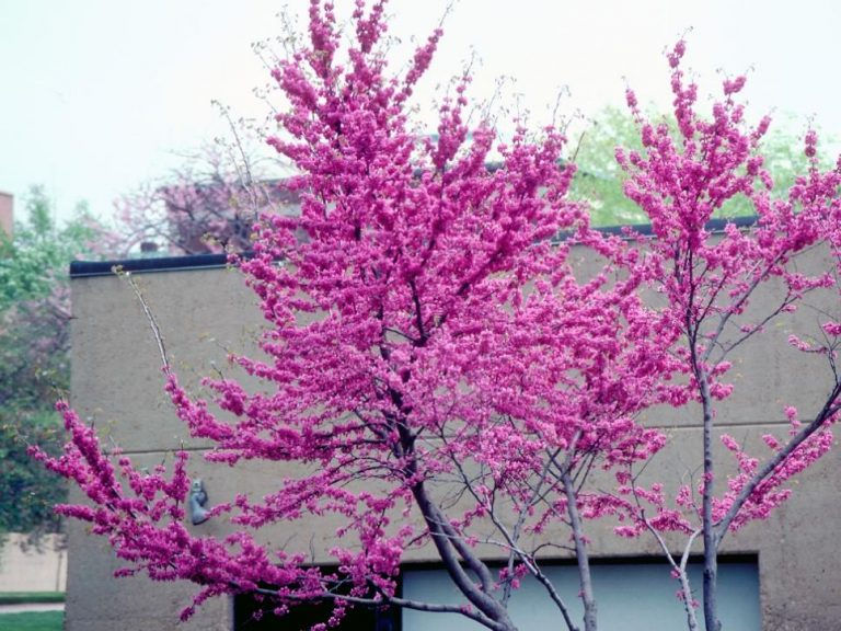Árboles con flores para darle color al jardín todo el año
