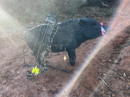 Hunt Recap: Julian Ranch 3D shoot