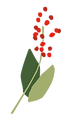 aroeira-ethikabio.png