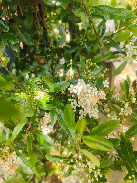 Pyracantha in her gentle turning. Blossoms releasing, energy gathering, berries beginning to swell.