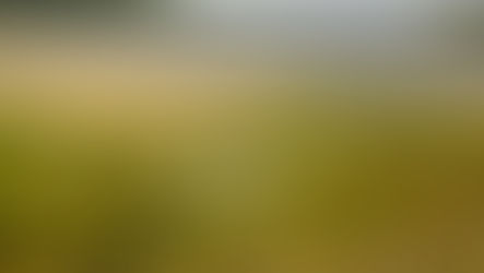 Quelques pistes pour l'intégration du lien à la nature dans les collectivités