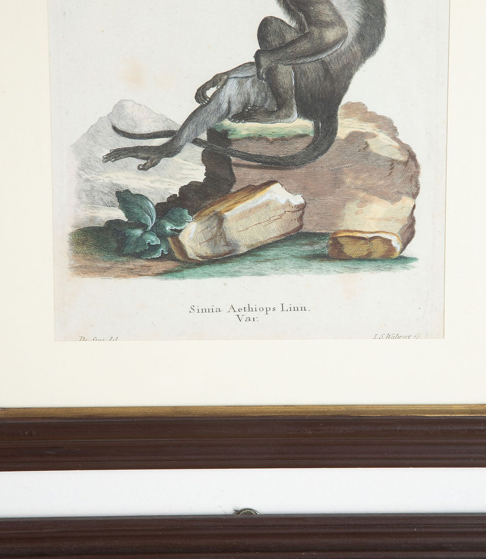 Thumbnail: Set of Twelve 18th Century Zoological Engravings
