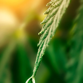 concept-natural-hemp-cbd-oil-cannabis-cbd-drop-green-hemp-leaf.jpg