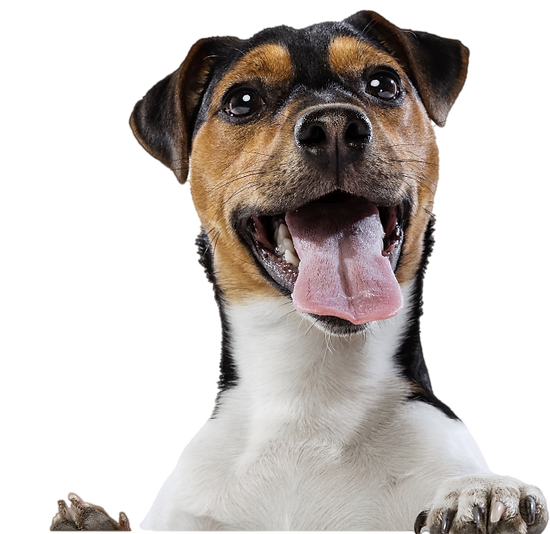 dogcbdrow2.png