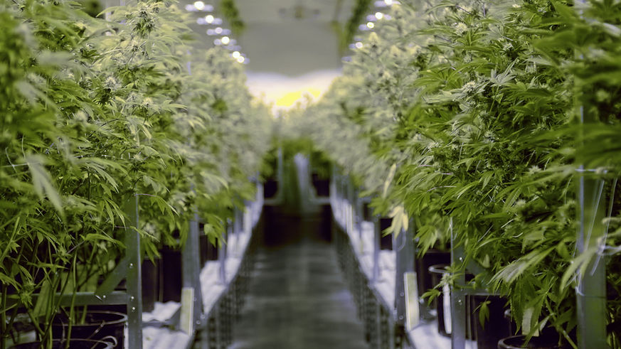 SFV_25738_CANNABIS_TESTING_LABS-_MIX_LOCKED-Fixed-Color-Web.01_04_17_17.Still001.jpg