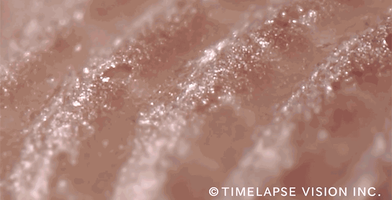 Closeup Timelapse of fingertip sweat glands