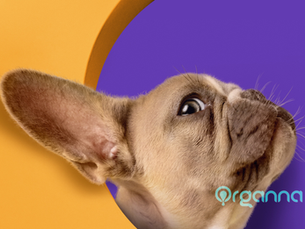 CBD For Pets, the Q&A