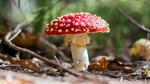 The Importance of Amanita Muscaria Extraction Method (and Why It Matters to You)