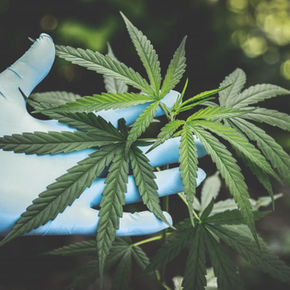 cannabis-freshness-hand-2178565-1024x683.jpg
