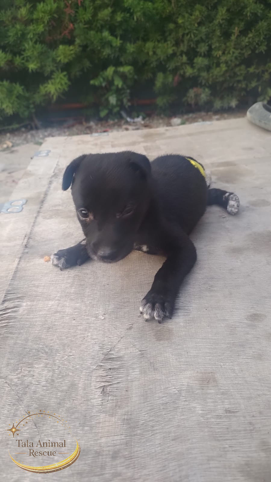 rescue puppy in the Philippines 